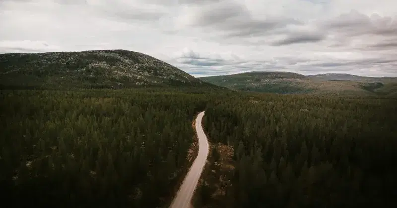 Vei gjennom skogen i Rendalen